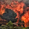 Cháy lớn tại California. (Ảnh: Reuters)