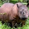 Tê giác Sumatra. (Ảnh: AFP)