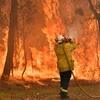 Lực lượng cứu hỏa nỗ lực dập lửa cháy rừng tại Central Coast. (Ảnh: AFP/ TTXVN)