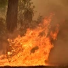 Cháy rừng nghiêm trọng tại Australia. (Ảnh: AFP/TTXVN)