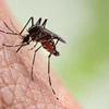 WHO khẳng định virus SARS-CoV-2 không lây truyền qua muỗi.
