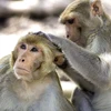 Loài khỉ có thể tự tạo miễn dịch sau khi bị nhiễm COVID-19. (Ảnh: AP)
