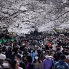 Người dân tụ tập ngắm hoa anh đào tại Tokyo bất chấp dịch bệnh