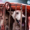 Thành phố Thâm Quyến ban hành lệnh cấm ăn thịt chó mèo. (Ảnh: Cesars Way)