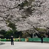 Công viên Ueno tại thủ đô Tokyo. (Ảnh: AFP)