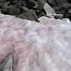 Băng tuyết chuyển sang màu hồng bí ẩn trên dãy Alps