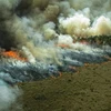 Rừng Amazon tiếp tục bị tàn phá do nạn đốt rừng trái phép
