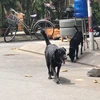 Hà Nội: Quận Ba Đình lập 14 đội bắt chó mèo thả rông