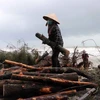 Rừng phòng hộ ven biển bị sóng lớn cuốn trôi ở tỉnh Thừa Thiên-Huế. (Ảnh: Đỗ Trưởng/TTXVN)