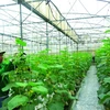 Mô hình trồng rau quả công nghệ cao tại Hải Phòng. (Ảnh: UBND TP Hải Phòng)