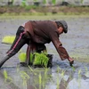 Xuất khẩu gạo Thái Lan dự kiến sẽ sụt giảm trong năm 2021. (Ảnh minh họa: Reuters)