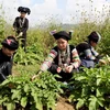 Bà con dân tộc tại cao nguyên Đồng Văn tham gia trồng cây dược liệu, góp phần xóa đói giảm nghèo, nâng cao chất lượng đời sống. (Ảnh: Minh Tâm/TTXVN) 