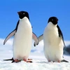 Loài chim cánh cụt đã xuất hiện từ 20 triệu năm trước