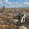 Thế giới mất hơn 1,5 triệu km2 rừng từ năm 2000-2012