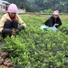 Phú Thọ hỗ trợ 21 tỷ đồng phát triển rừng sản xuất