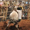 Ấn Độ: Khoảng 50 người bị thương khi tham gia “đấu bò”