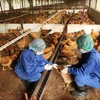 Xuất hiện ổ dịch cúm A H5N1 trên đàn gà tại Kon Tum