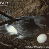 New Zealand lần đầu tiên phát hiện trứng hải âu petrel