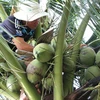 Giá dừa tại Trà Vinh tăng mạnh, chủ vườn phấn khởi