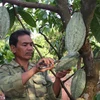Đắk Lắk khó đạt mục tiêu 6.000 ha cacao vào năm 2015