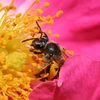 Nọc độc nhện có thể trở thành cứu tinh của loài ong
