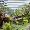 Siêu bão Neoguri đổ bộ hòn đảo chính ở Tây Nam Nhật Bản