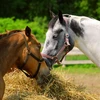 Phát hiện về khả năng giao tiếp bằng tai và mắt của loài ngựa