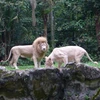 Singapore Zoo được bình chọn là vườn thú đẹp nhất châu Á