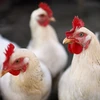 Mỹ thắng kiện trong vụ Ấn Độ hạn chế nhập khẩu thịt gà 