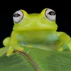 Sự thật khó tin về loài ếch: Nuốt thức ăn nhờ mắt, đẻ bằng miệng