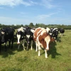 EU dỡ bỏ hạn ngạch sản xuất sữa - cơ hội mới cho Ireland