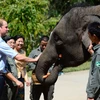 Hoàng tử William chụp ảnh cùng một chú voi được giải cứu ở Xishuangbanna, Trung Quốc. (Ảnh: Splash)