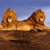 Hai con sư tử tại khu bảo tồn của Kenya. (Nguồn: goeco.org)