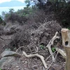 Một góc rừng bị chặt phá trên bán đảo Sơn Trà. (Ảnh: Trần Lê Lâm/TTXVN)