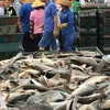 Hàng trăm con cá mập đầu búa quý hiếm bị bày bán với giá rẻ mạt tại Tam Á, Trung Quốc. (Nguồn: hinews.cn)