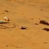 Cá chết bất thường dọc bờ biển Quảng Bình. (Nguồn: TTXVN)
