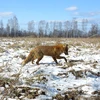 Một con sói sống trong khu vực chịu thảm họa Chernobyl. (Nguồn: ibtimes.co.uk) 