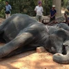 Một con voi bị chết do nắng nóng tại Campuchia. (Nguồn: huffingtonpost.com)