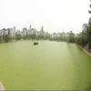 Ô nhiễm hồ tại Hà Nội. (Nguồn: Trung tâm Nghiên cứu môi trường và cộng đồng cung cấp)