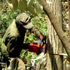 Các đối tượng dùng cưa máy để đốn hạ những cây có đường kính từ 30 cm trở lên. (Ảnh: Thế Lập/TTXVN)