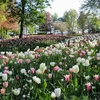 Keukenhof hay còn gọi Vườn châu Âu, là một trong những vườn hoa lớn nhất thế giới. (Ảnh: Hoàng Long/Vietnam+)