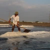 Diêm dân thu hoạch muối sản xuất theo phương pháp trải bạt. (Ảnh: Hoàng Nhị/TTXVN)