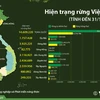 [Infographics] Hiện trạng rừng tại Việt Nam tính đến 31/12/2019