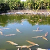 Những con cá sấu tại công viên hoang dã Crocodylus. (Nguồn: mapio.net)