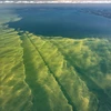 Tình trạng biến đổi khí hậu làm gia tăng sự xâm lấn của tảo diệp lục. (Nguồn: greatlakes.org)