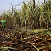 Nông dân Thái Lan thu hoạch mía tại Suphan Buri. (Nguồn: Reuters)