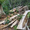 Đắk Lắk: Bắt tạm giam nguyên giám đốc công ty lâm nghiệp để mất rừng