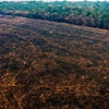 WWF: Diện tích rừng biến mất trong thập kỷ qua lớn hơn cả nước Đức