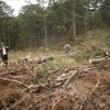 Gia Lai: Ba lãnh đạo Ban Quản lý rừng phòng hộ Ayun Pa bị kỷ luật