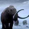 [Video] Giải mã ADN loài voi ma mút sống cách đây hơn 1 triệu năm